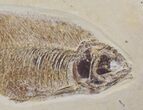 x Fossil Fish Aquarium - Ready to Hang #18030-3